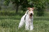 FOX TERRIER 621